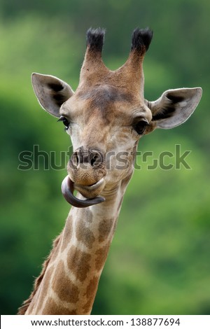 Giraffe  sticking out his tongue.