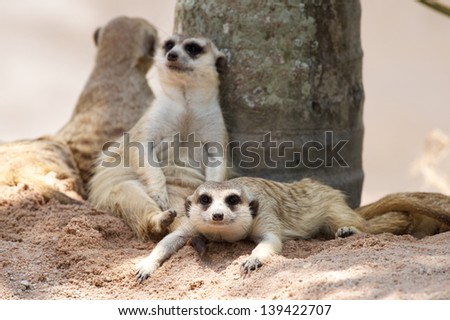 meerkat sit on sand floor.