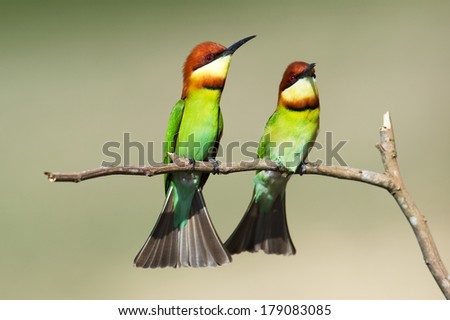 Couple Birds on the best perch (Chestnut-headed Bee-eaters) in Khao Yai National Park, Nakhon Ratchasima Province Thailand.