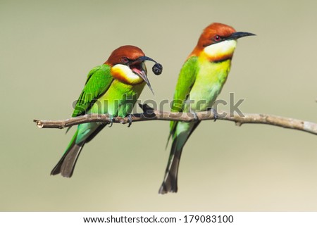 Couple Birds on the best perch (Chestnut-headed Bee-eaters) in Khao Yai National Park, Nakhon Ratchasima Province Thailand.