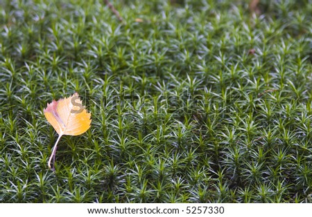 autumn leaf on a bed of moss