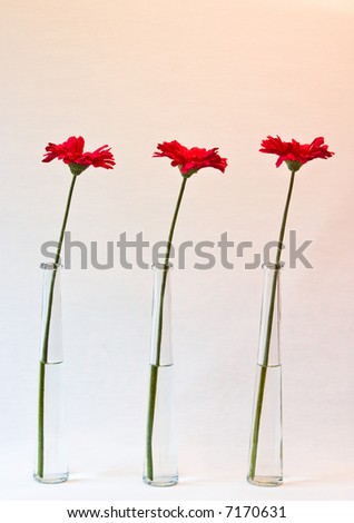 red flowers in a vase