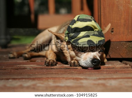 a tiny chihuahua lying on a porch or patio deck