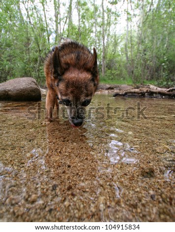 a tiny chihuahua drinking from a creek