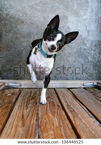a cute chihuahua begging to be picked up