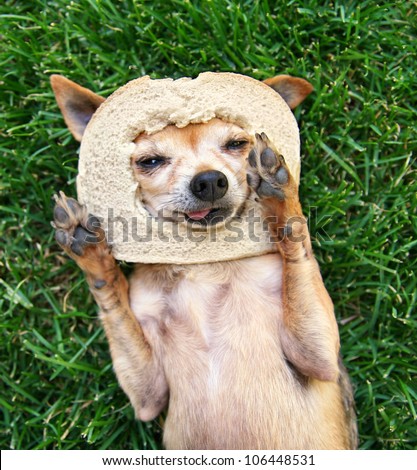 a cute chihuahua with a slice of bread on his head
