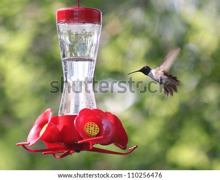 a tiny hummingbird getting a drink at a backyard feeder full of sugar water nectar