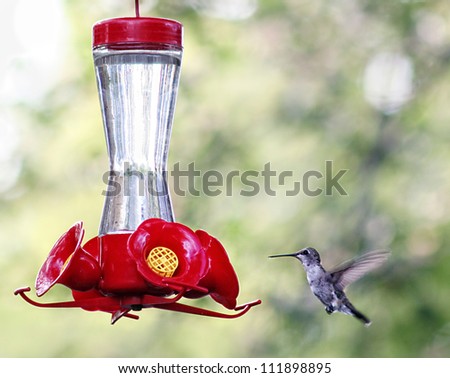 a tiny hummingbird getting a drink at a backyard feeder full of sugar water nectar