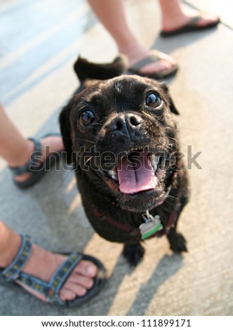 Black Pug Mix