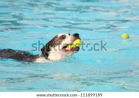 a mixed breed dog at a public pool