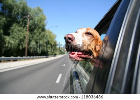 a funny basset hound with her head out of a car window and tongue out