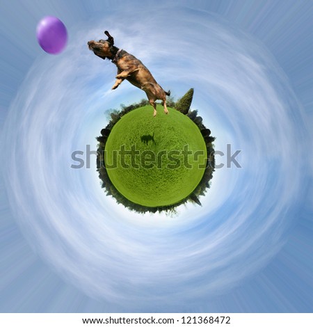 a cute dog on a green sphere jumping at a ball