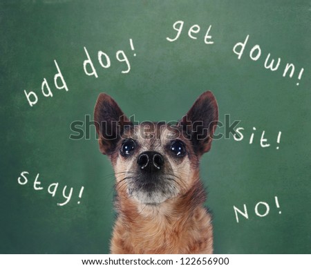 a dog in front of a chalkboard with commands written on it