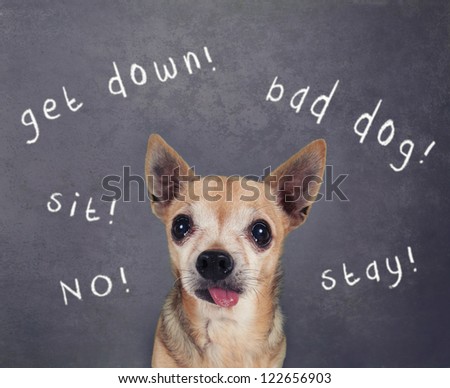 a dog in front of a chalkboard with commands written on it