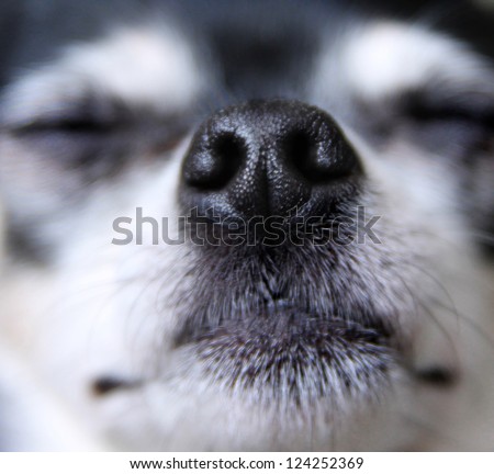 a close up of a dog nose
