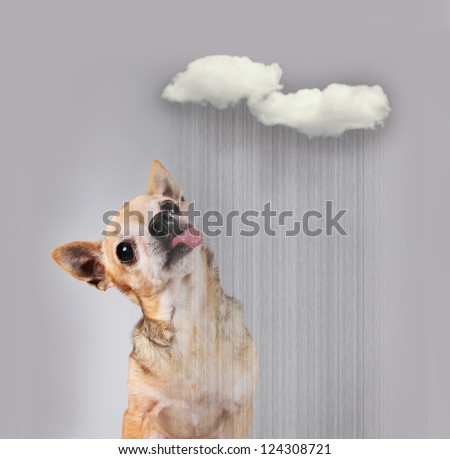 a chihuahua on a gray background licking the silver lining