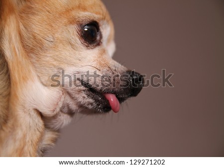a side view of a cute chihuahua with his tongue out