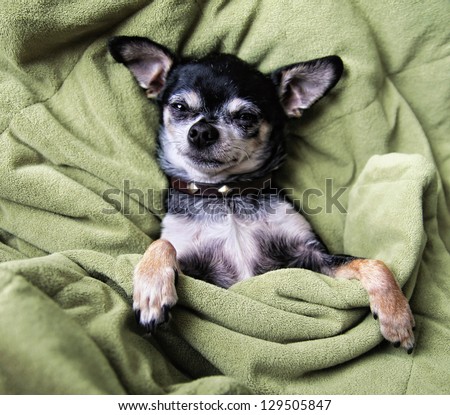 a cute chihuahua napping in a blanket