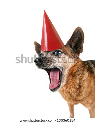a cute chihuahua panting with his tongue out with a birthday hat on