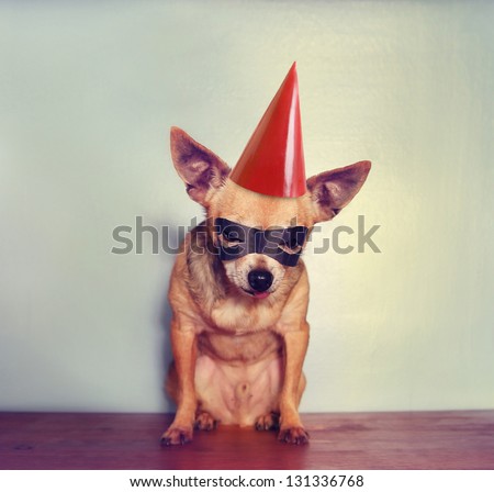 a cute chihuahua with a mask on