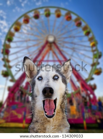 wolf mix making a funny face in front of a ferris wheel
