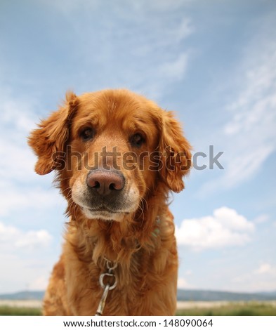 a dog enjoying the outdoors on a beautiful summer day
