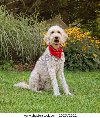 a golden doodle sitting in a park with green grass and bushes