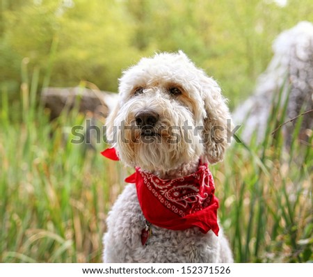 a golden doodle sitting in a park with green grass and bushes