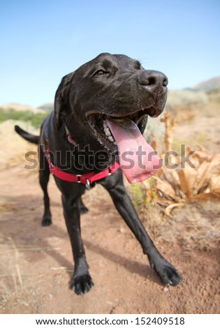 A Black Lab Panting On A Hike In The Hills