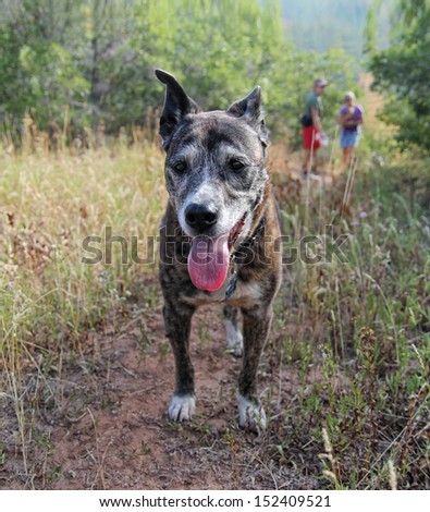 an old pit bull on a walk in the hills