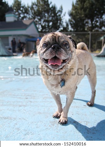 a pug looking at the camera on a pool deck