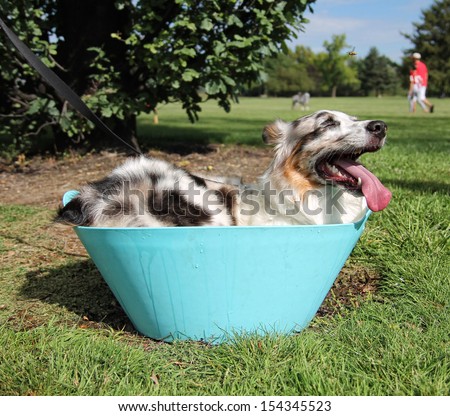a cute dog in the grass at a park during summer taking a bath in a water dish