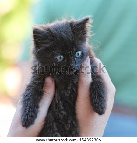 a tiny kitten being held by two hands