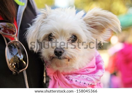 a cute dog at a local park