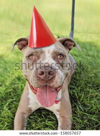 a pit bull terrier with a red party hat on
