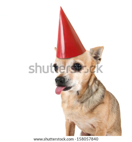 a cute chihuahua with a red party hat on
