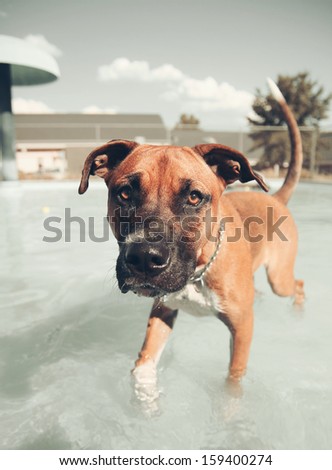 A Boxer Swimming In A Public Pool Vintage Toned