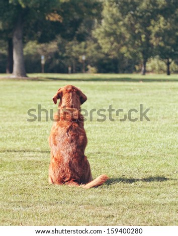a cute dog sitting in the grass at a park during summer vintage toned