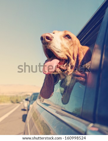 A Funny Basset Hound With Her Head Out Of A Car Window And Tongue Out Vintage Toned