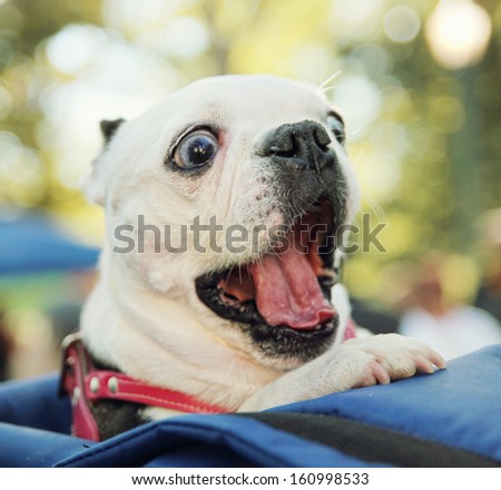 A Cute Dog In A Back Pack In A Local Park