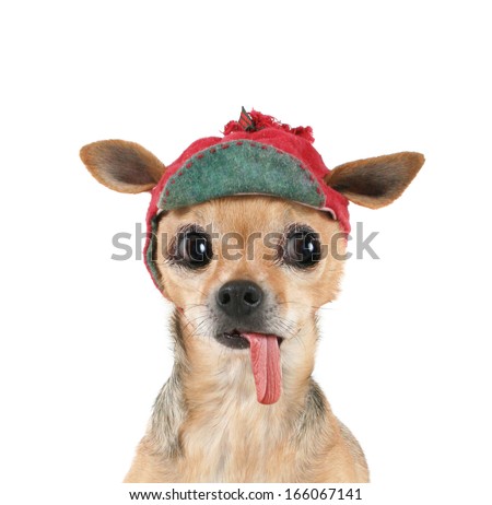 a tiny chihuahua with a christmas themed hat on