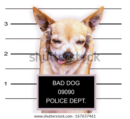 pug seizures while sleeping a mugshot of a chihuahua stock photo pug seizures while sleeping a mugshot of a chihuahua stock photo