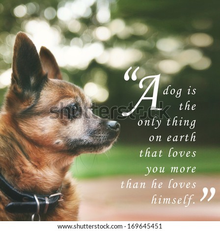 A Handsome Chihuahua Mix Senior Dog With Dark Muted Tones And A Quote: &Quot;A Dog Is The Only Thing On Earth That Loves You More Than He Loves Himself&Quot;