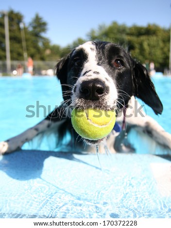 a cute dog at a local public pool a cute dog at a local public pool