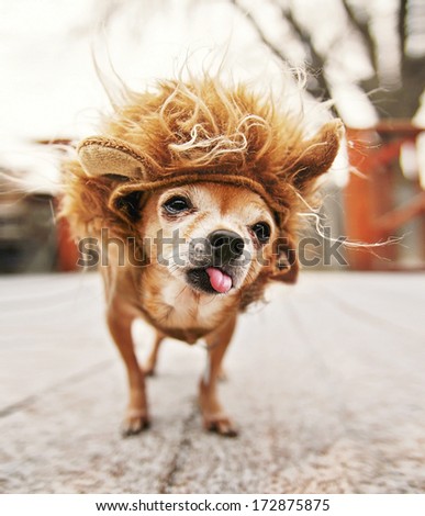 A Cute Chihuahua In A Lion Costume