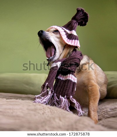 A Cute Chihuahua With A Hat And Scarf On