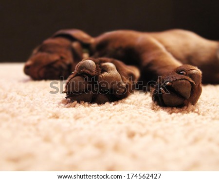 A Cute Chocolate Lab Puppy Sleeping In A House With Shallow Depth Of Field (Focus On The Feet)