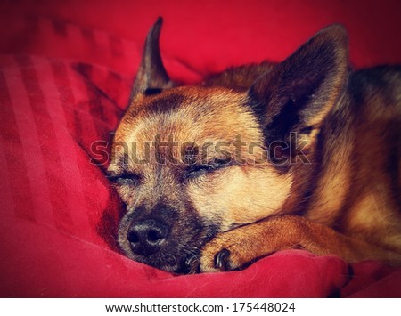 a nice looking chihuahua sleeping on a red blanket done with a retro vintage instagram filter
