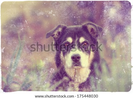 A Senior Dog Looking At The Camera Done With A Retro Vintage Instagram Like Filter