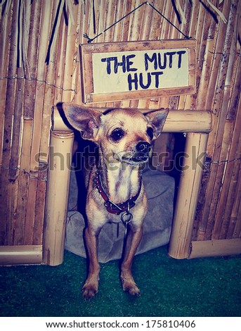a cute chihuahua in a mutt hutt done in a vintage retro instagram filter